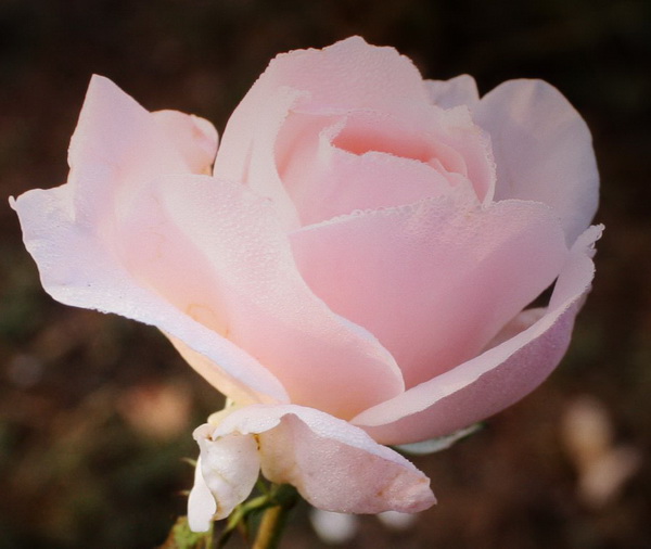 ʯ԰2012.10.1 017.jpg