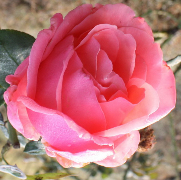 ʯ԰2012.10.1 019.jpg