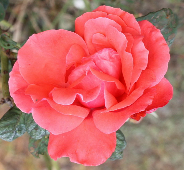 ʯ԰2012.10.1 022.jpg