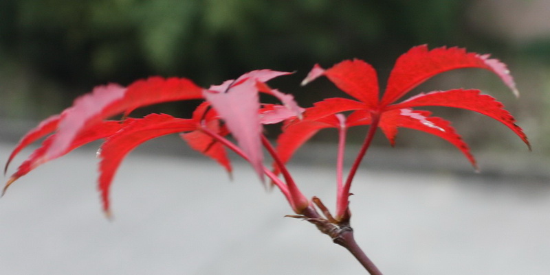 2012.11.24 020_conew1.jpg