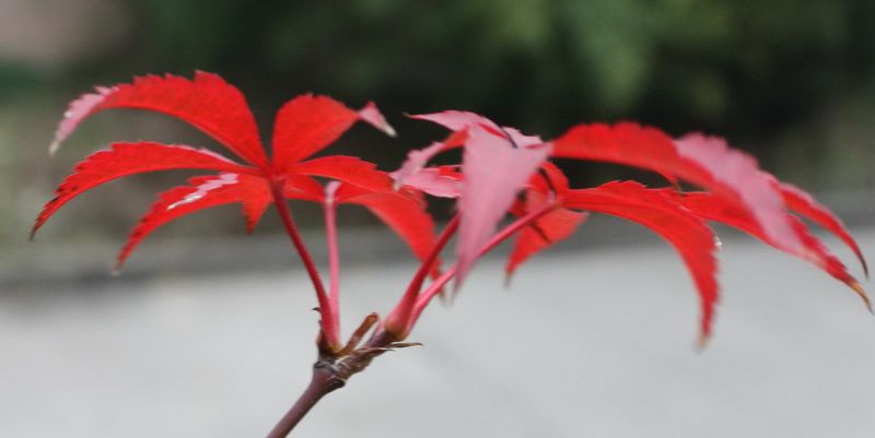  2012.11.24 020_conew1.jpg