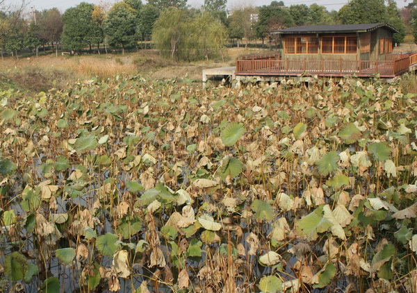 2012.11.24 151_conew1.jpg