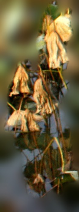 2012.11.24 150_conew2.jpg