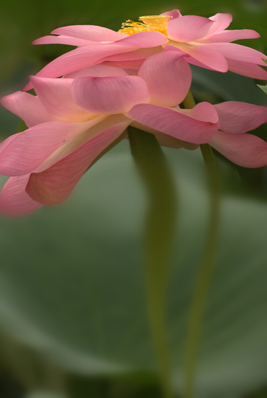 DSC09068_conew1 - _.jpg