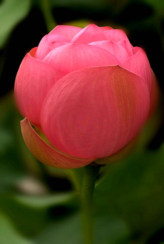 DSC09051_conew1 - __.jpg