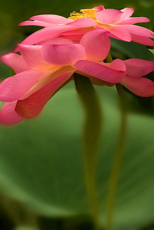 DSC09068_conew1 - _.jpg