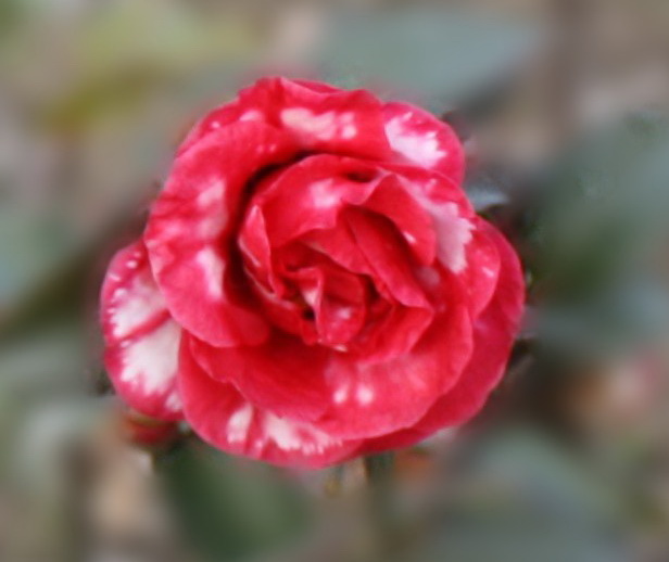 2013.1.8 033_conew3.jpg