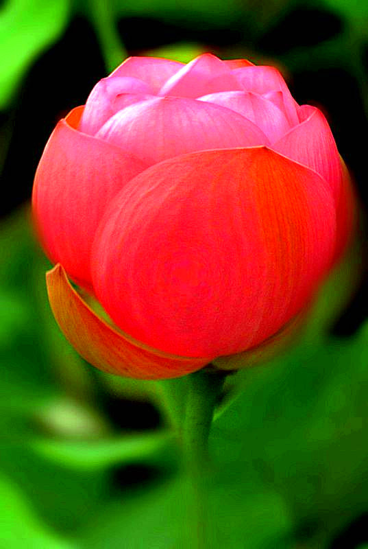 DSC09051_conew1 - ___.jpg