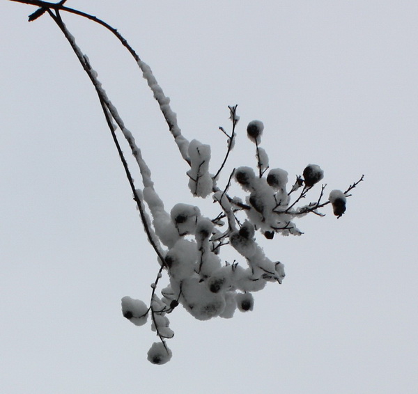 2013.1.8 133_conew1.jpg