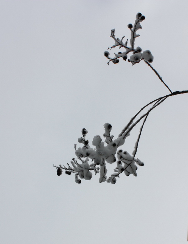 2013.1.8 131_conew1.jpg