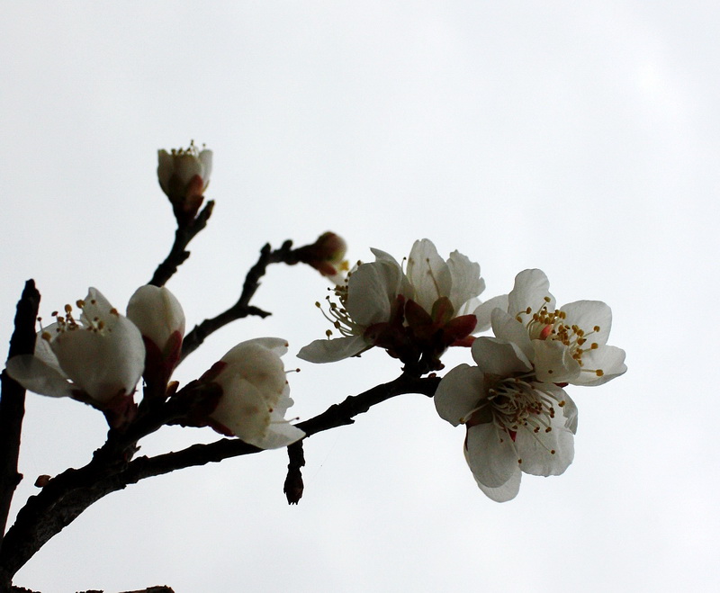 2013.1.8 077_conew1.jpg