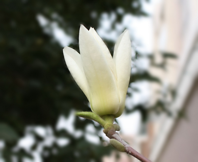 2013.1.8 004_conew1.jpg