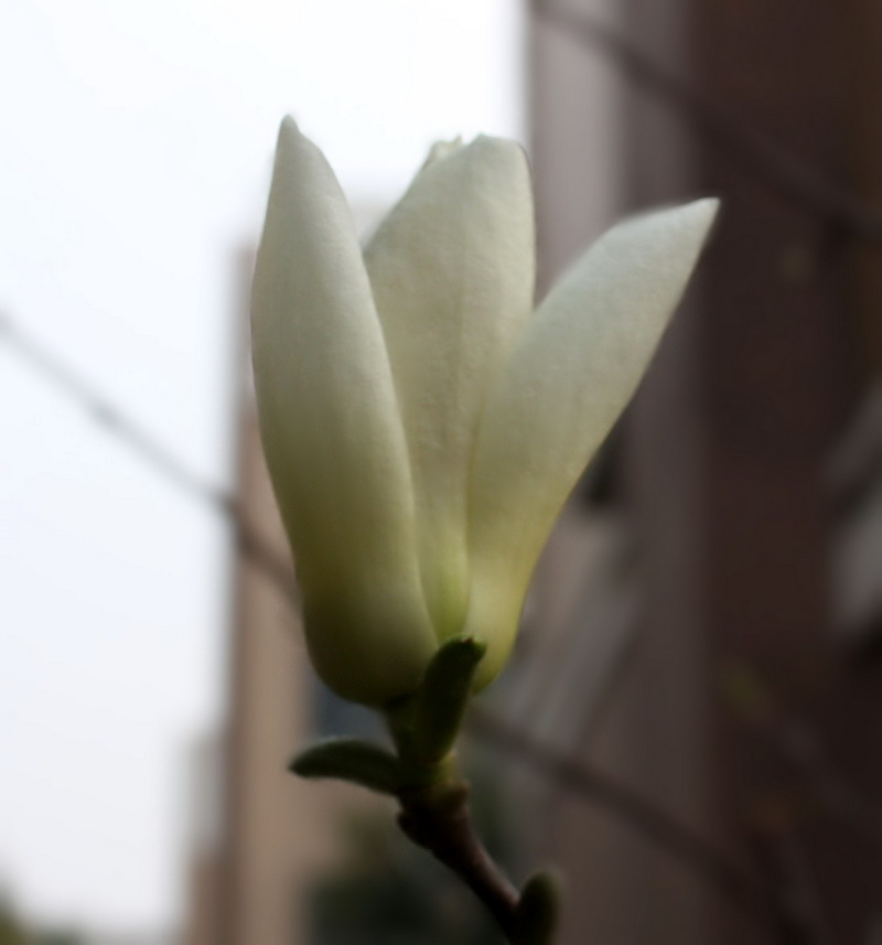 2013.1.8 001_conew1.jpg