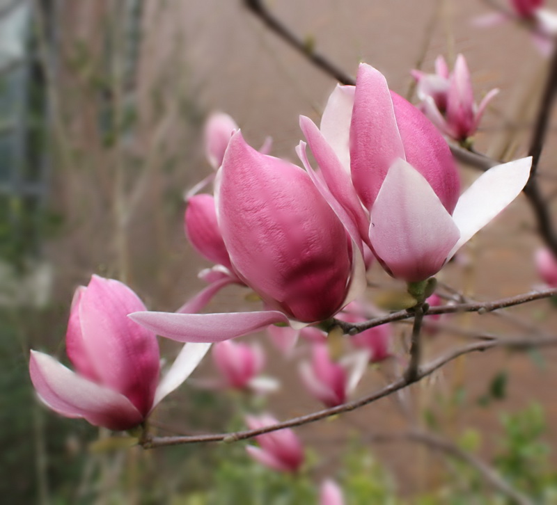 2013.1.8 006_conew1.jpg