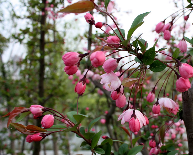 2013.1.8 102_conew1.jpg