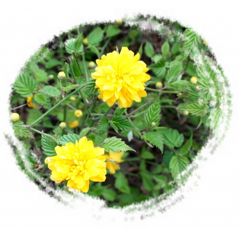 2013.1.8 062_conew1.jpg