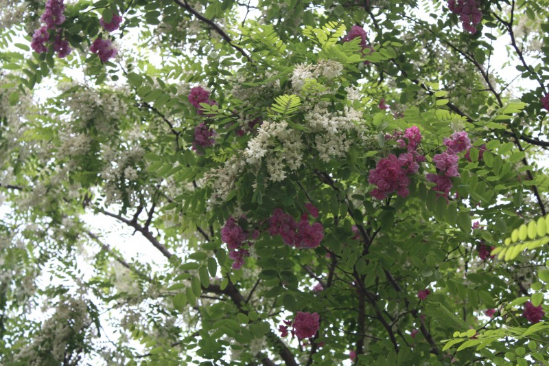 2.13.4.8ʯ԰ 070_conew2.jpg