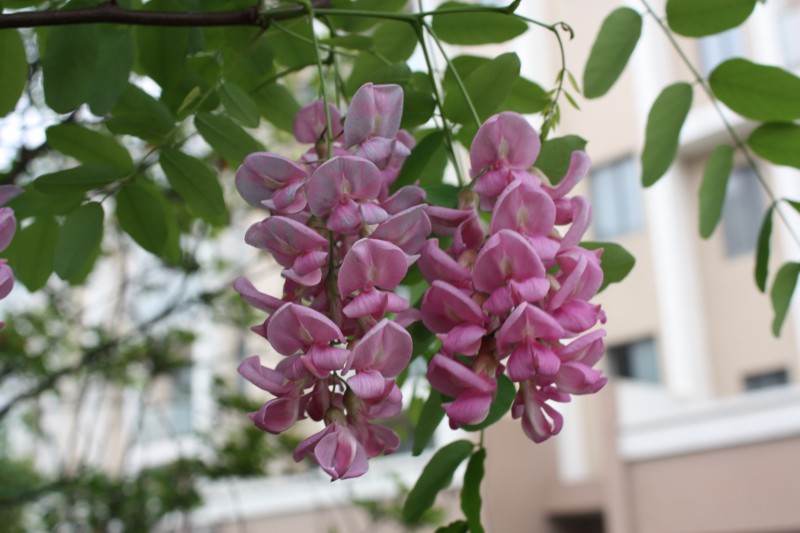 2.13.4.8ʯ԰ 079_conew2.jpg