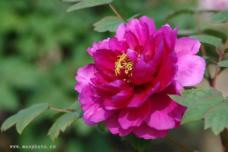 [ͼ]ҵ»:״125/2.5΢ྵͷ