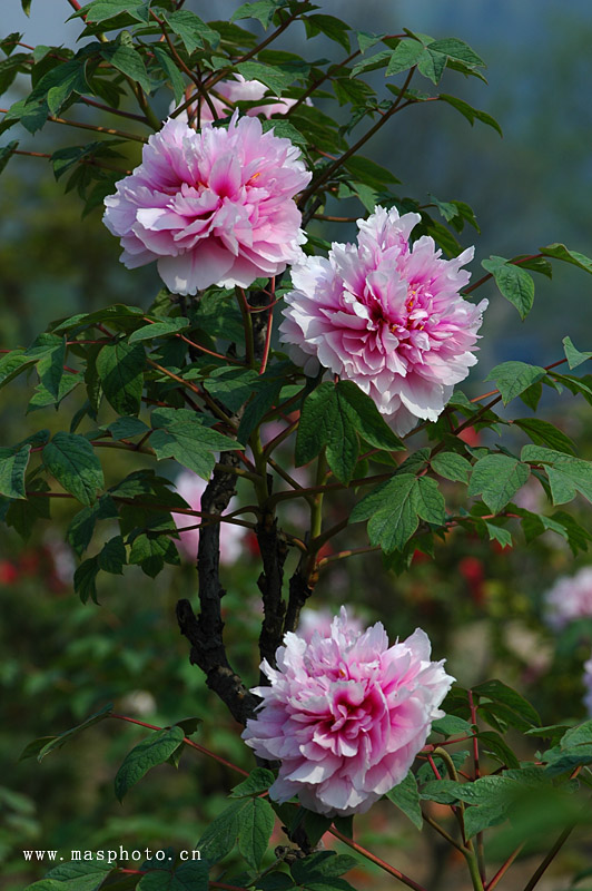 [ͼ]ҵ»:״125/2.5΢ྵͷ