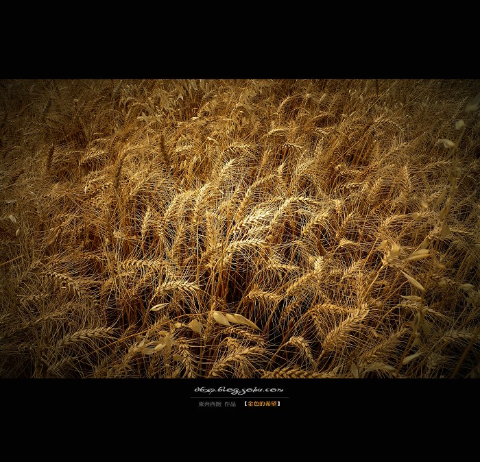 <font color=#E6BD1A>[ԭ]ɫϣ</font>