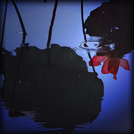 1107041237a0bfdb4f8311b3d7 .jpg