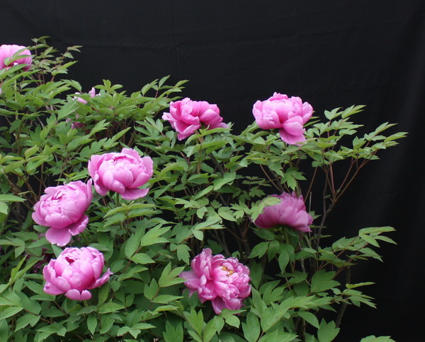 2012.4.17 018_conew1.jpg